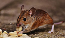 24 Hour & Emergency Exterminators in Tivoli, PA